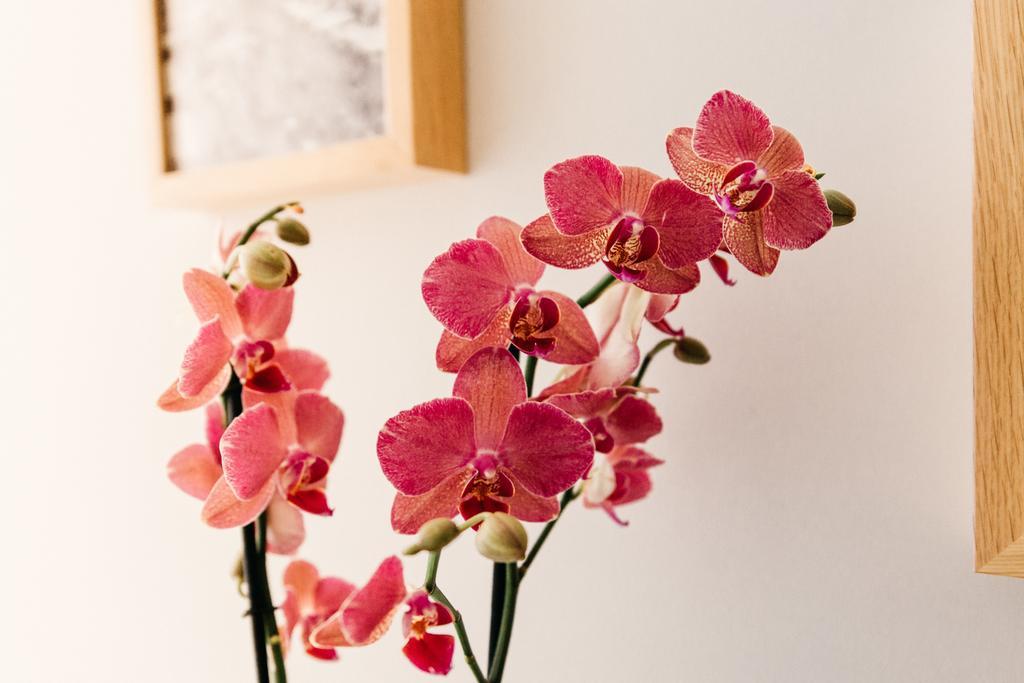 Adriano Augusto Bed & Breakfast Roma Rom bilde